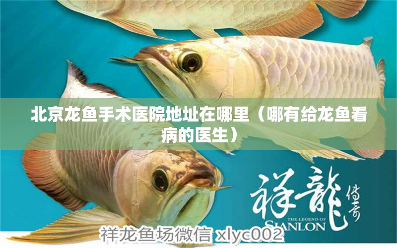 北京龍魚手術(shù)醫(yī)院地址在哪里（哪有給龍魚看病的醫(yī)生）