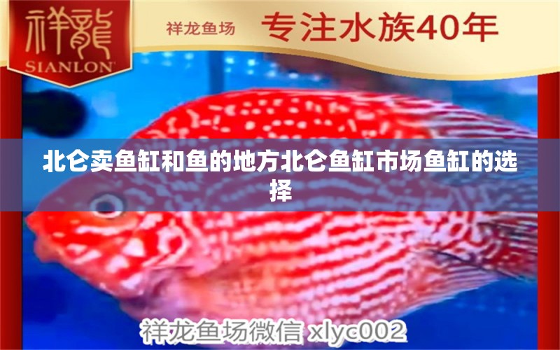 北侖賣魚缸和魚的地方北侖魚缸市場魚缸的選擇 暹羅巨鯉