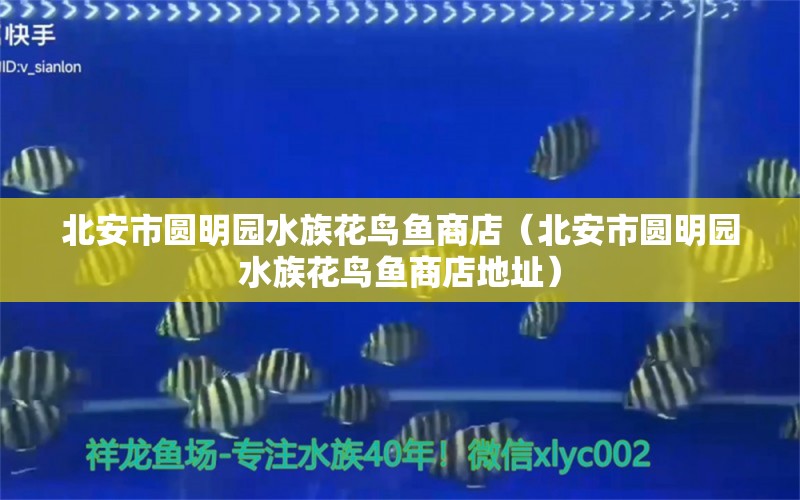 北安市圓明園水族花鳥(niǎo)魚(yú)商店（北安市圓明園水族花鳥(niǎo)魚(yú)商店地址）