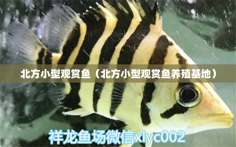 北方小型觀賞魚（北方小型觀賞魚養(yǎng)殖基地）