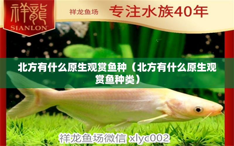 北方有什么原生觀賞魚種（北方有什么原生觀賞魚種類） 祥龍水族醫(yī)院