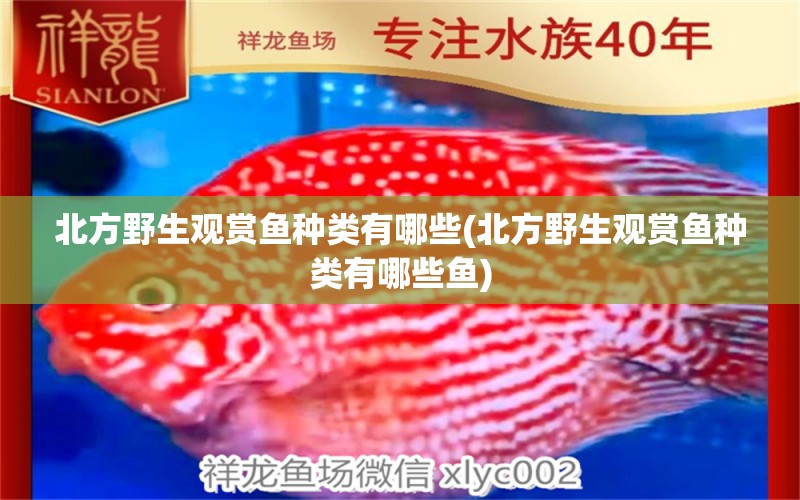 北方野生觀賞魚種類有哪些(北方野生觀賞魚種類有哪些魚) 白子銀版魚