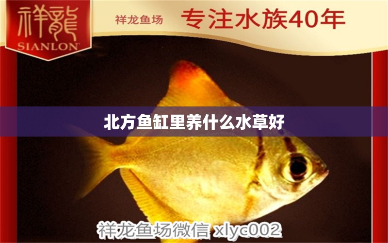 北方魚缸里養(yǎng)什么水草好