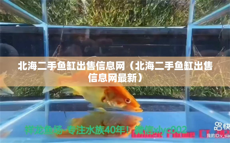 北海二手魚缸出售信息網(wǎng)（北海二手魚缸出售信息網(wǎng)最新）