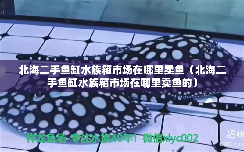 北海二手魚(yú)缸水族箱市場(chǎng)在哪里賣(mài)魚(yú)（北海二手魚(yú)缸水族箱市場(chǎng)在哪里賣(mài)魚(yú)的） 魚(yú)缸/水族箱