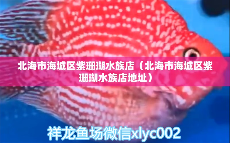 北海市海城區(qū)紫珊瑚水族店（北海市海城區(qū)紫珊瑚水族店地址）