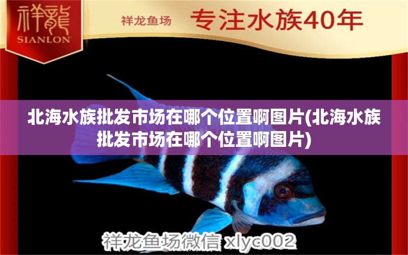 北海水族批發(fā)市場在哪個位置啊圖片(北海水族批發(fā)市場在哪個位置啊圖片) 觀賞魚水族批發(fā)市場