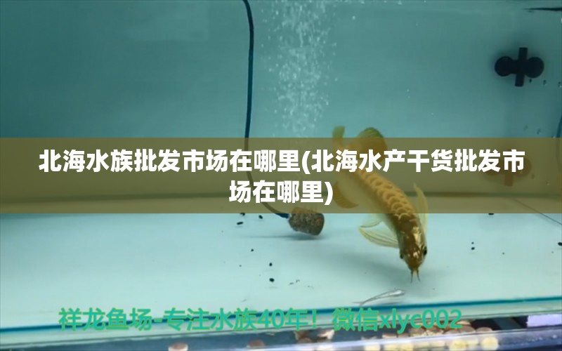 北海水族批發(fā)市場在哪里(北海水產(chǎn)干貨批發(fā)市場在哪里) 觀賞魚水族批發(fā)市場