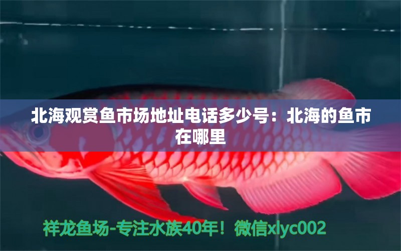 北海觀賞魚市場地址電話多少號：北海的魚市在哪里