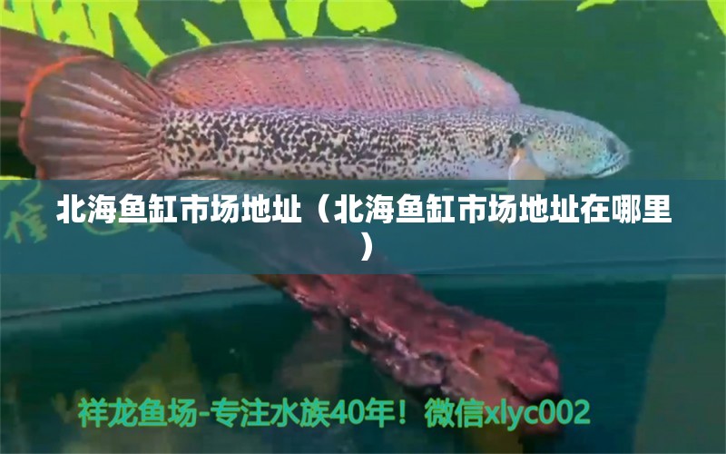 北海魚缸市場地址（北海魚缸市場地址在哪里） 其他品牌魚缸