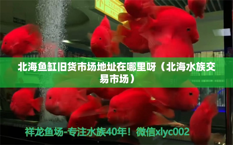 北海魚(yú)缸舊貨市場(chǎng)地址在哪里呀（北海水族交易市場(chǎng)） 一眉道人魚(yú)