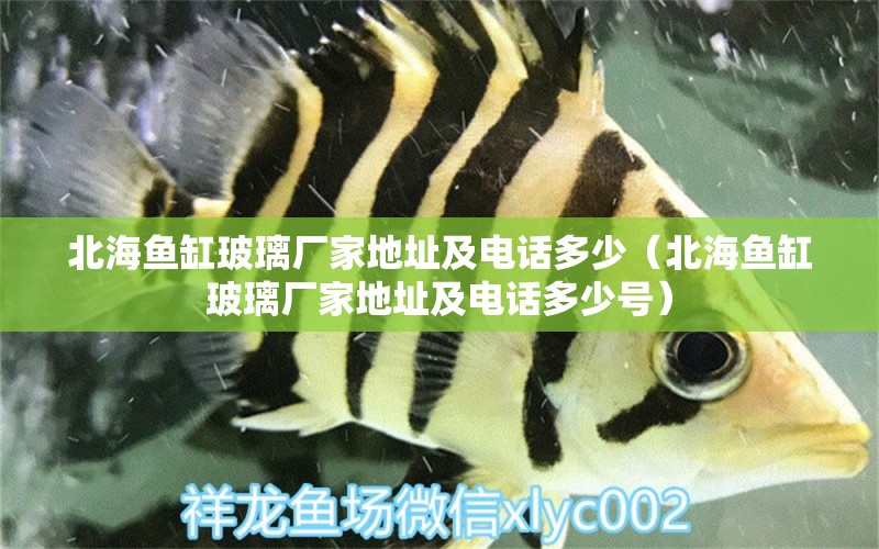 北海魚缸玻璃廠家地址及電話多少（北海魚缸玻璃廠家地址及電話多少號(hào)） 祥龍水族醫(yī)院