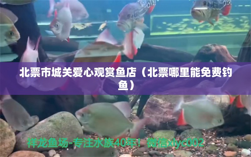 北票市城關(guān)愛心觀賞魚店（北票哪里能免費(fèi)釣魚） 垂釣樂園