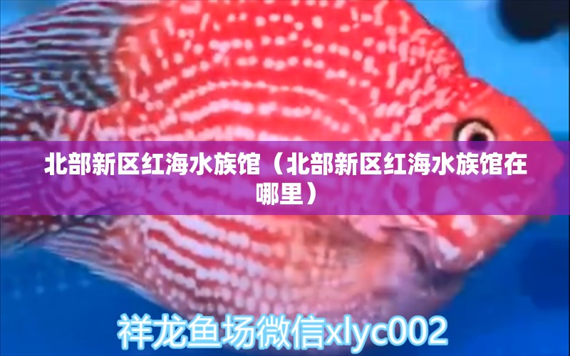 北部新區(qū)紅海水族館（北部新區(qū)紅海水族館在哪里） 全國水族館企業(yè)名錄