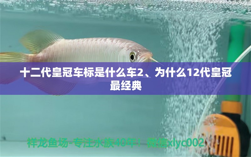 十二代皇冠車標是什么車2、為什么12代皇冠最經(jīng)典 觀賞魚魚苗