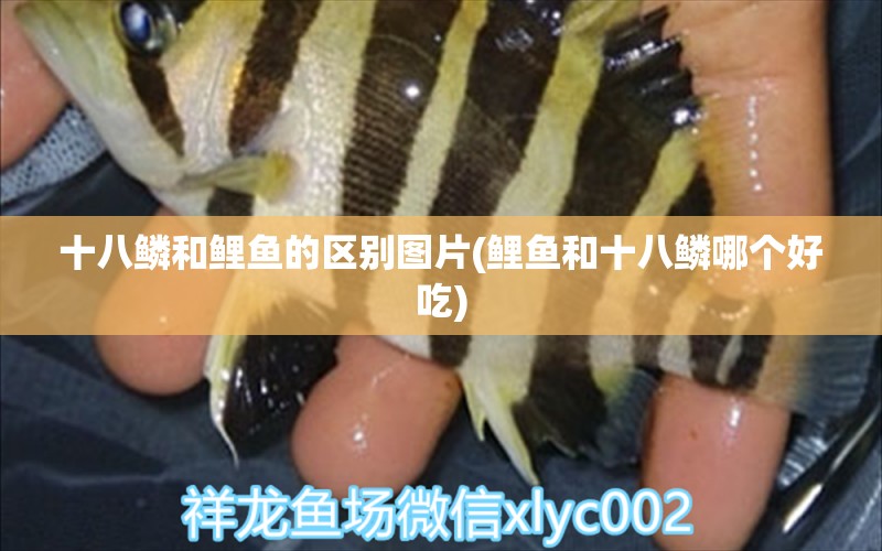 十八鱗和鯉魚的區(qū)別圖片(鯉魚和十八鱗哪個好吃) 粗線銀版魚苗