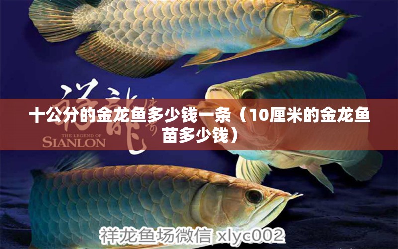 十公分的金龍魚(yú)多少錢(qián)一條（10厘米的金龍魚(yú)苗多少錢(qián)） 過(guò)背金龍魚(yú)