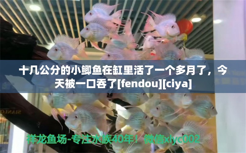 十幾公分的小鯽魚在缸里活了一個(gè)多月了，今天被一口吞了[fendou][ciya] 觀賞魚論壇 第2張