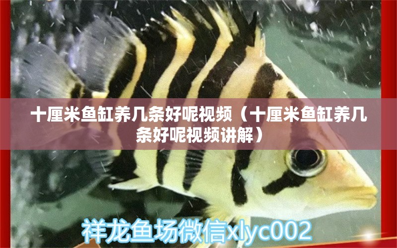 十厘米魚缸養(yǎng)幾條好呢視頻（十厘米魚缸養(yǎng)幾條好呢視頻講解） 魚缸百科