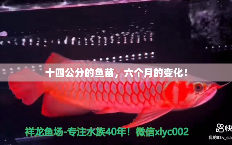 十四公分的魚(yú)苗，六個(gè)月的變化！ 觀賞魚(yú)論壇 第3張