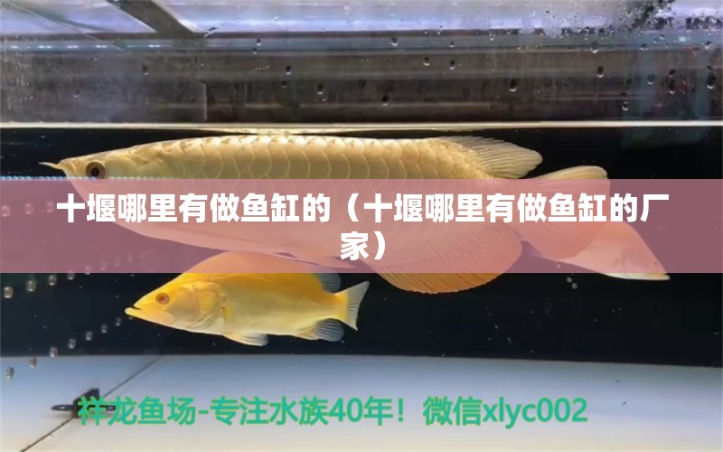 十堰哪里有做魚缸的（十堰哪里有做魚缸的廠家） 其他品牌魚缸