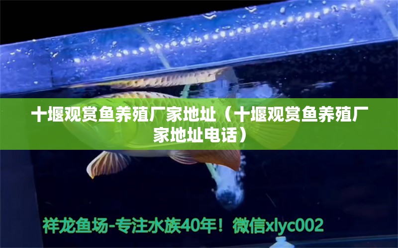 十堰觀賞魚養(yǎng)殖廠家地址（十堰觀賞魚養(yǎng)殖廠家地址電話） 量子養(yǎng)魚技術(shù)