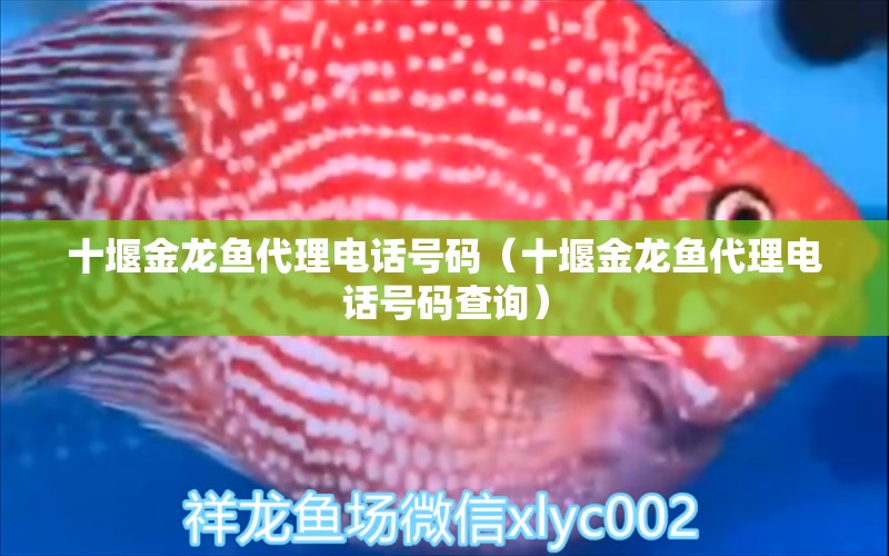 十堰金龍魚(yú)代理電話號(hào)碼（十堰金龍魚(yú)代理電話號(hào)碼查詢(xún)） 祥龍水族醫(yī)院