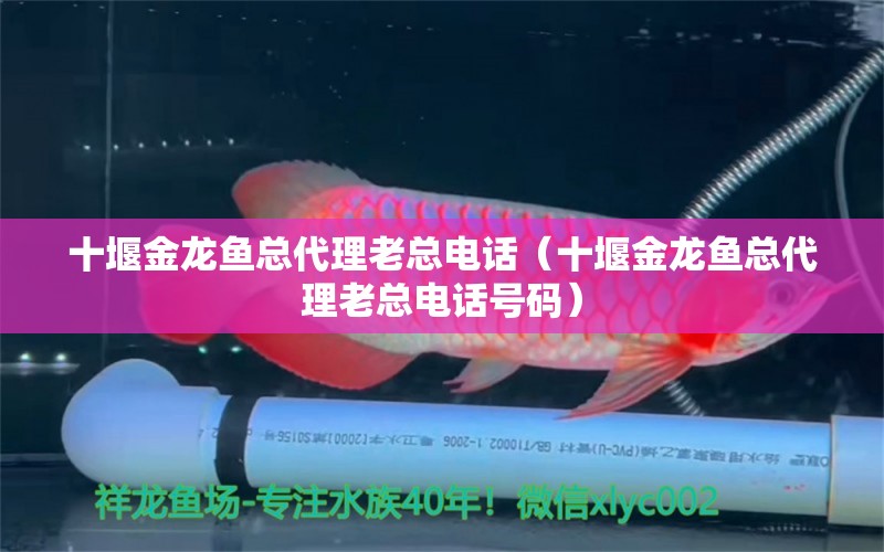 十堰金龍魚總代理老總電話（十堰金龍魚總代理老總電話號碼） 祥龍水族醫(yī)院