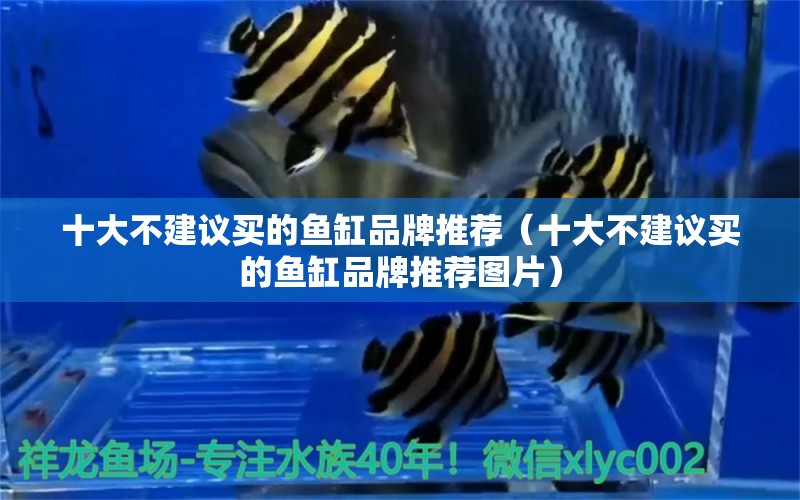 十大不建議買的魚缸品牌推薦（十大不建議買的魚缸品牌推薦圖片） 青龍魚