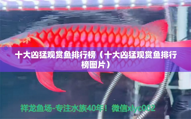 十大兇猛觀賞魚排行榜（十大兇猛觀賞魚排行榜圖片） 伊巴卡魚