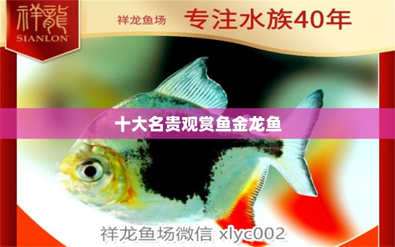 十大名貴觀賞魚金龍魚