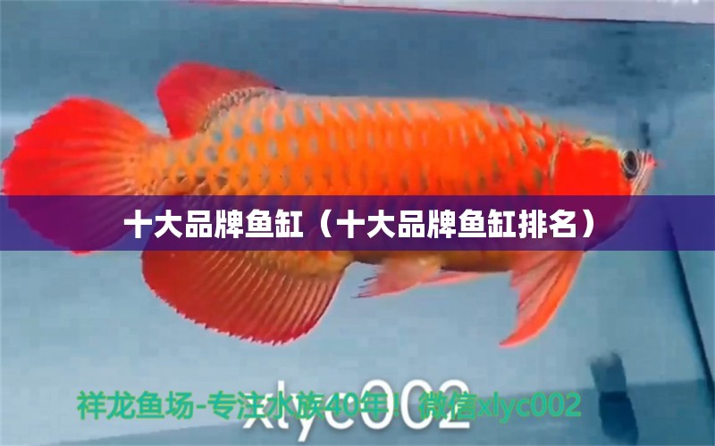 十大品牌魚缸（十大品牌魚缸排名） 廣州龍魚批發(fā)市場