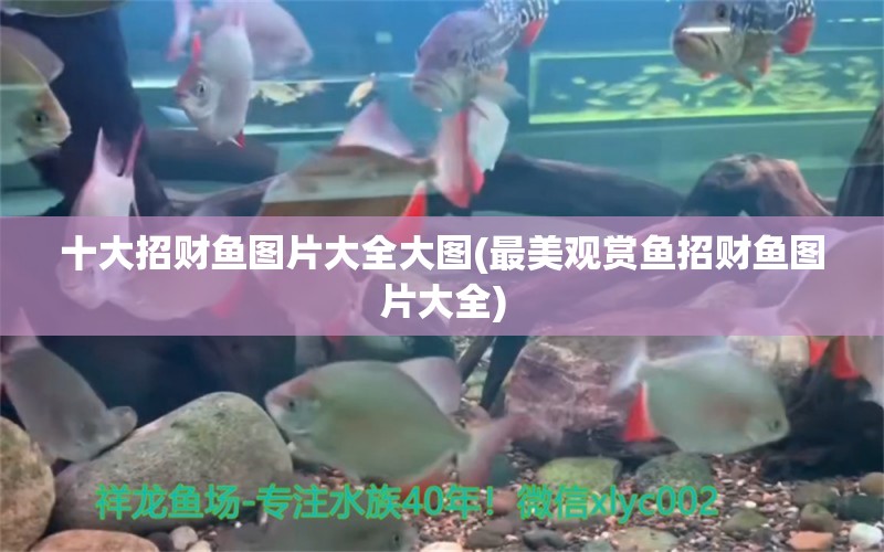 十大招財(cái)魚(yú)圖片大全大圖(最美觀賞魚(yú)招財(cái)魚(yú)圖片大全) 黃吉金龍（白子金龍魚(yú)）