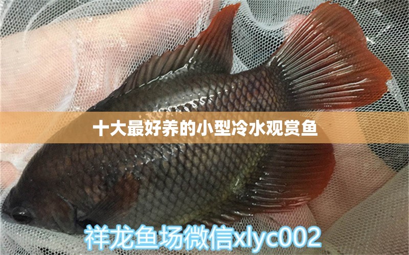 十大最好養(yǎng)的小型冷水觀賞魚 養(yǎng)魚知識