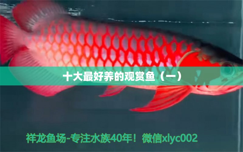 十大最好養(yǎng)的觀賞魚（一） 養(yǎng)魚知識(shí)