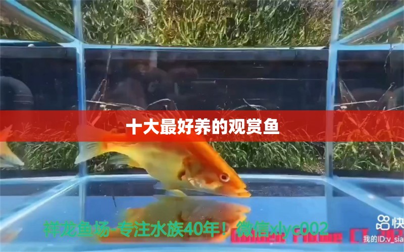 十大最好養(yǎng)的觀賞魚 熊貓異形魚L46 第12張