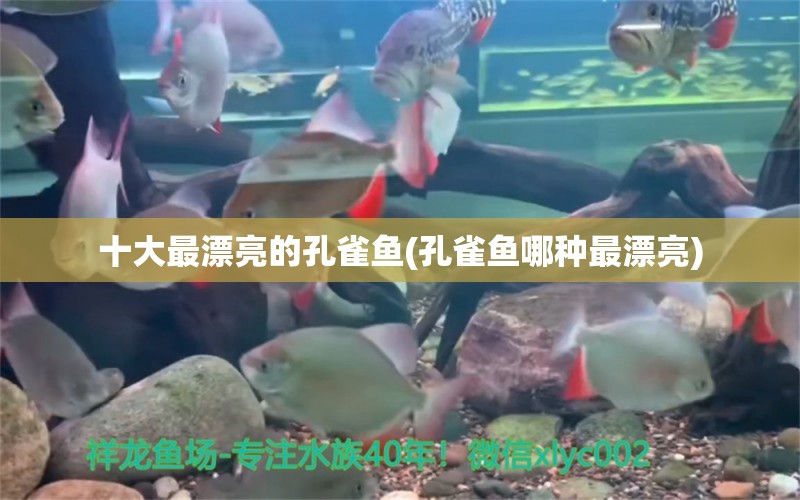 十大最漂亮的孔雀魚(孔雀魚哪種最漂亮) 三間鼠魚苗