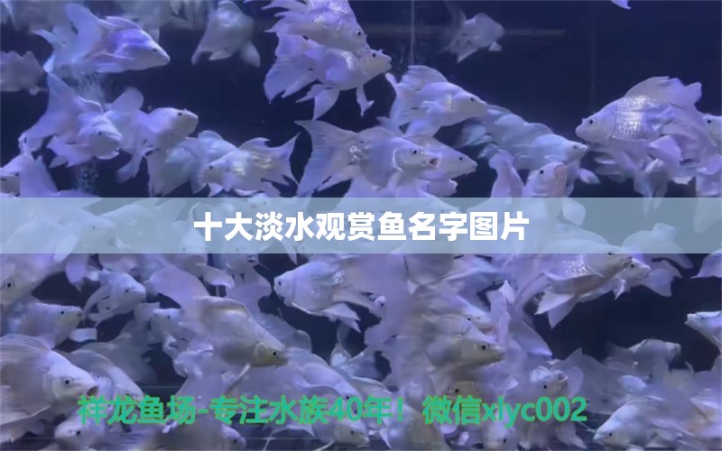 十大淡水觀賞魚名字圖片