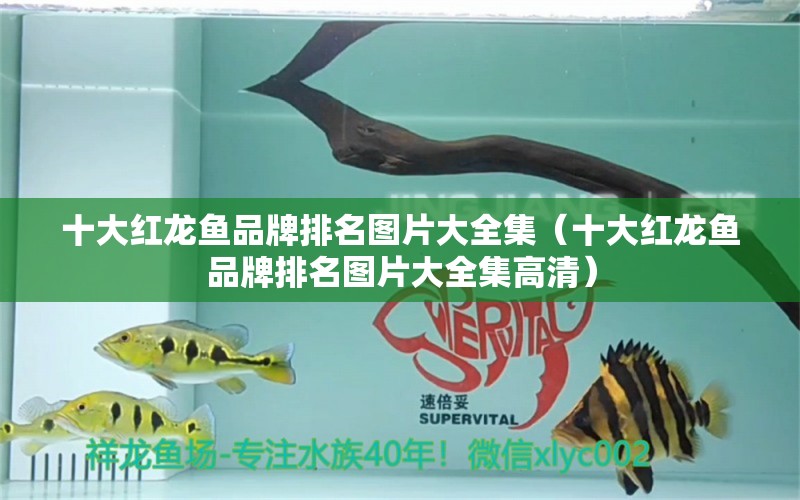 十大紅龍魚品牌排名圖片大全集（十大紅龍魚品牌排名圖片大全集高清）