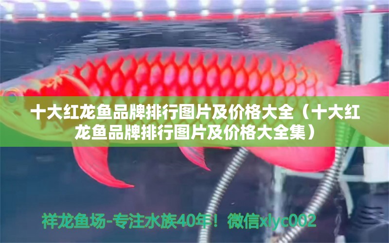 十大紅龍魚品牌排行圖片及價格大全（十大紅龍魚品牌排行圖片及價格大全集）