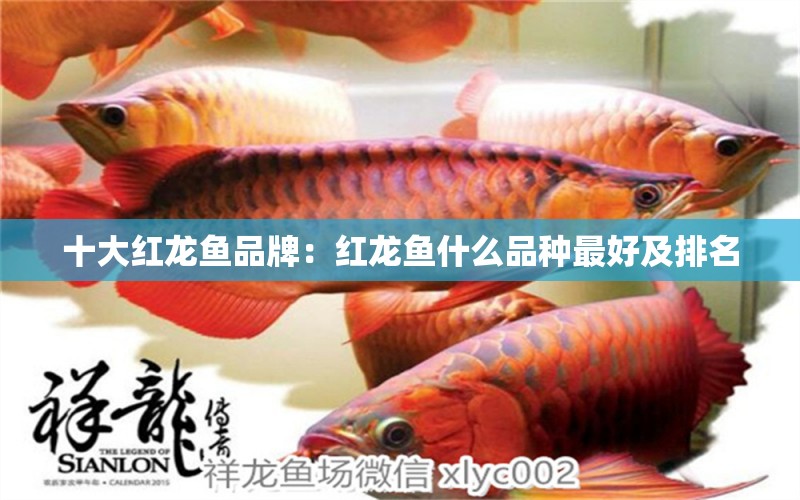 十大紅龍魚(yú)品牌：紅龍魚(yú)什么品種最好及排名