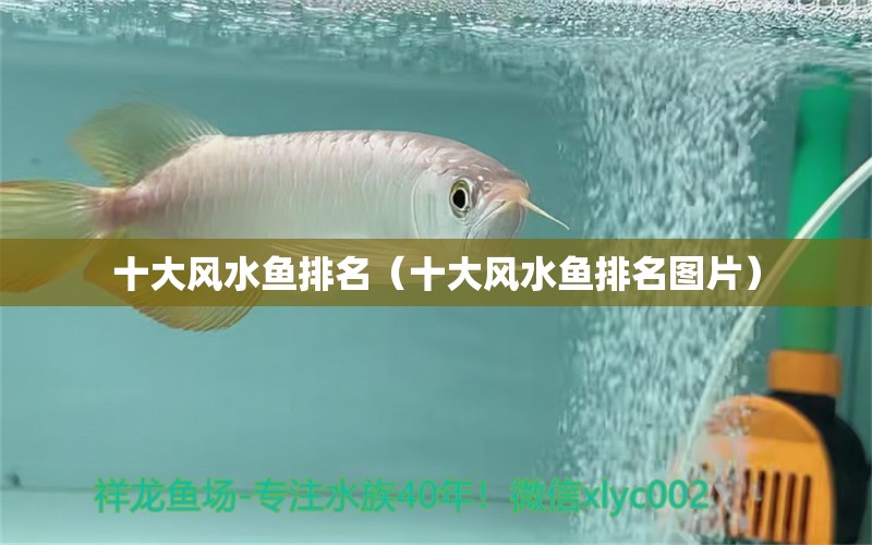 十大風(fēng)水魚(yú)排名（十大風(fēng)水魚(yú)排名圖片）