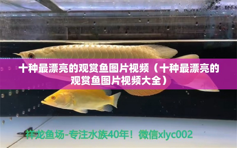 十種最漂亮的觀賞魚圖片視頻（十種最漂亮的觀賞魚圖片視頻大全） 祥龍水族醫(yī)院