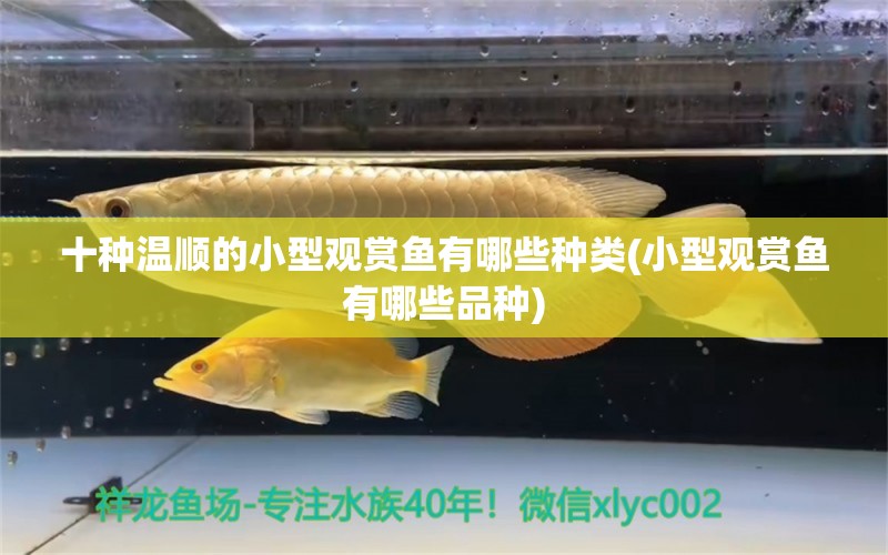 十種溫順的小型觀賞魚有哪些種類(小型觀賞魚有哪些品種) 小型觀賞魚