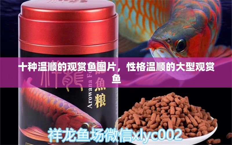 十種溫順的觀賞魚(yú)圖片，性格溫順的大型觀賞魚(yú) 殺菌消毒設(shè)備