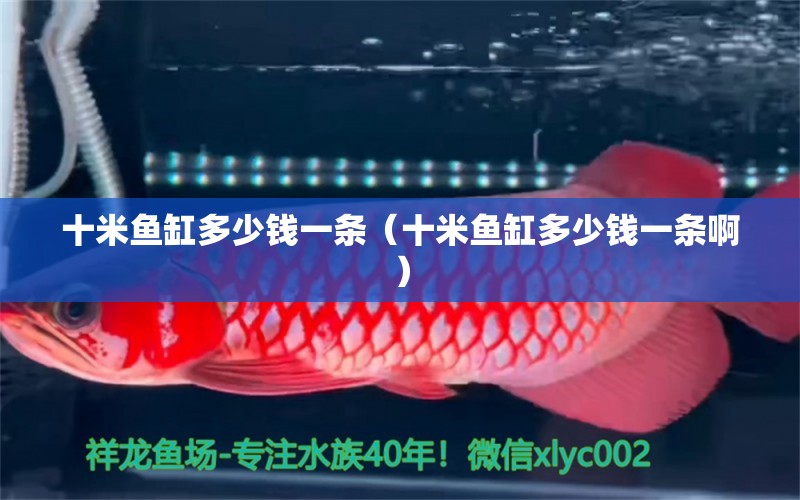 十米魚缸多少錢一條（十米魚缸多少錢一條?。? title=