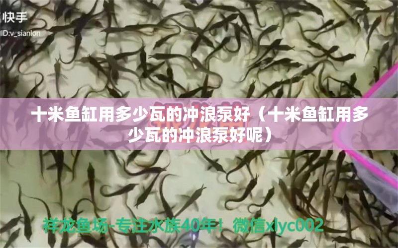 十米魚缸用多少瓦的沖浪泵好（十米魚缸用多少瓦的沖浪泵好呢） 魚缸百科