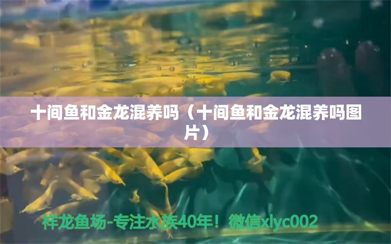 十間魚和金龍混養(yǎng)嗎（十間魚和金龍混養(yǎng)嗎圖片） 廣州龍魚批發(fā)市場(chǎng)