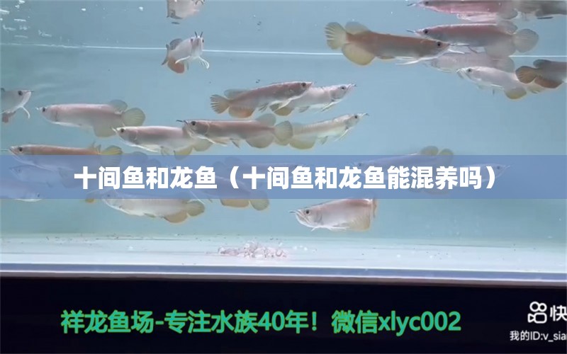 十間魚和龍魚（十間魚和龍魚能混養(yǎng)嗎） 廣州龍魚批發(fā)市場