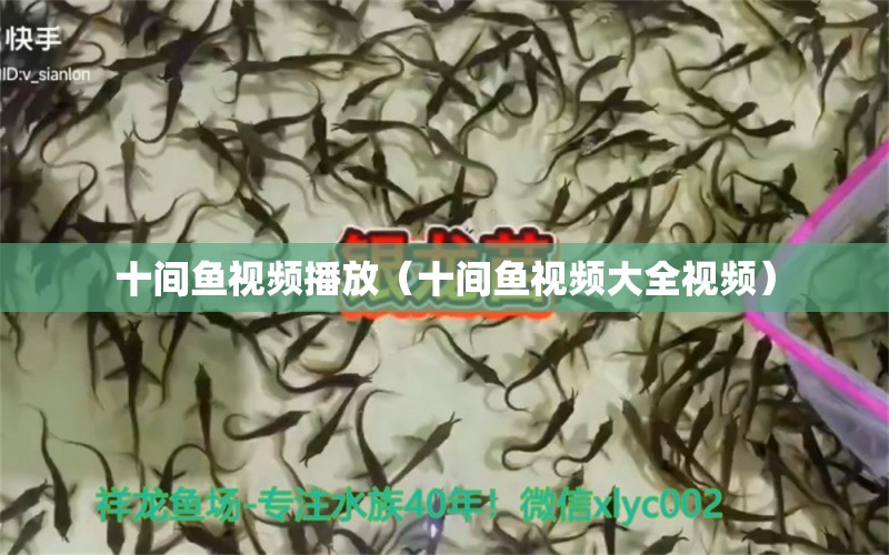 十間魚視頻播放（十間魚視頻大全視頻） 廣州龍魚批發(fā)市場